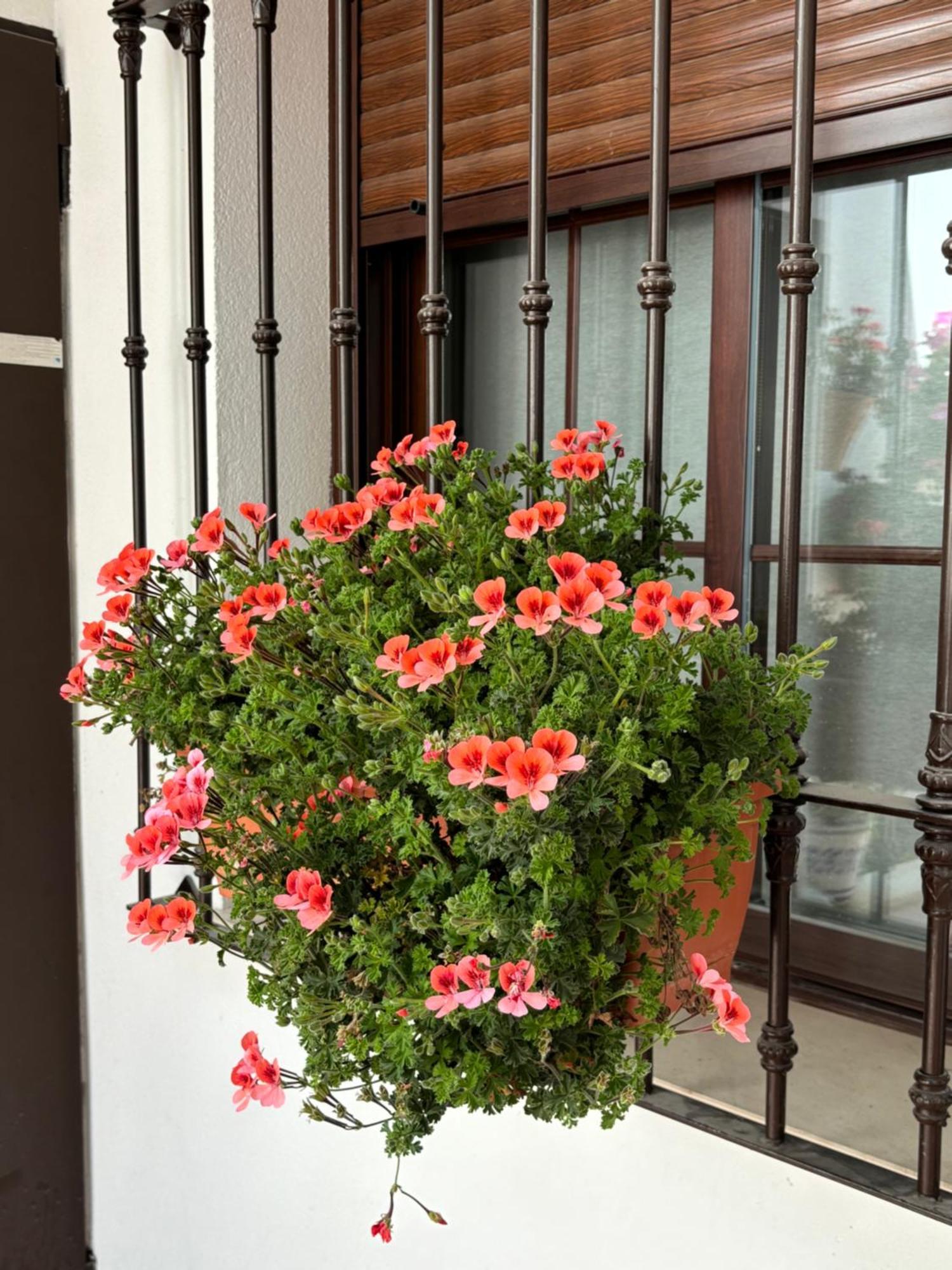 Flores De Mayo En Centro Córdoba Exterior foto